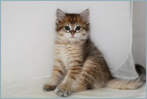 Male Siberian Kitten from Deedlebug Siberians